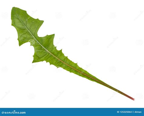 Green dandelion leaf stock photo. Image of isolated - 125325064