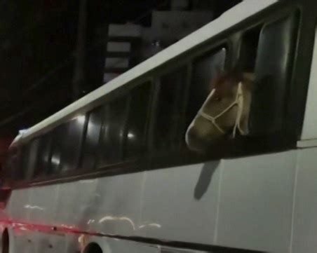 Cavalo Transportado Dentro De Nibus E Morador Flagra A Cena N O