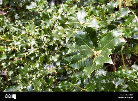 Evergreen Holly Shrub Spiky Leaves Ilex Aquifolium Newtownabbey Uk