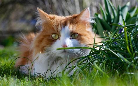 Descargar Gato Jengibre Esponjoso Gato Hierba Gatos Hierba Verde