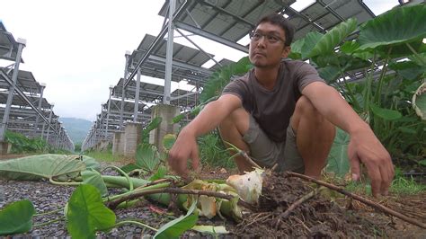 農電共生系列 光電板下的新鮮事 我們的島