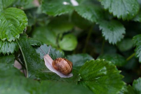 Weed That Looks Like Strawberry Plant Top Suggestions