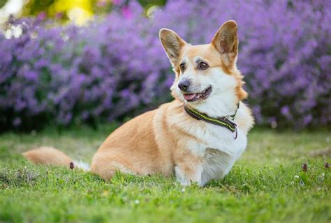 Corgi temperament guide: What you need to know