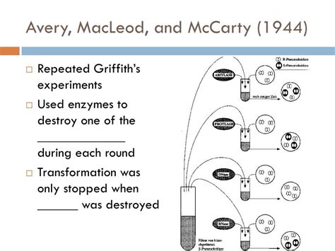 Ppt Dna Protein Synthesis And Gene Expression Powerpoint Presentation Id 3696454