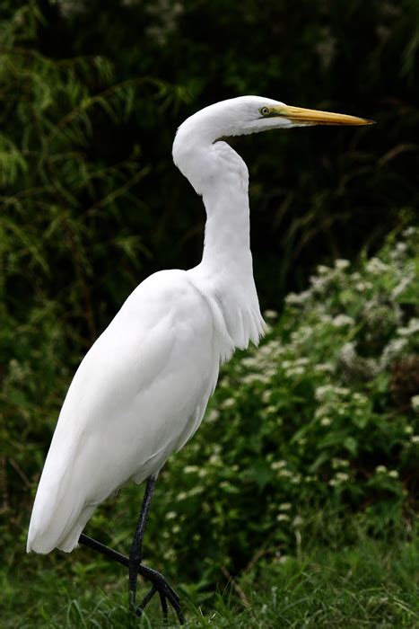 Great Egret Ardea Alba Natureworks