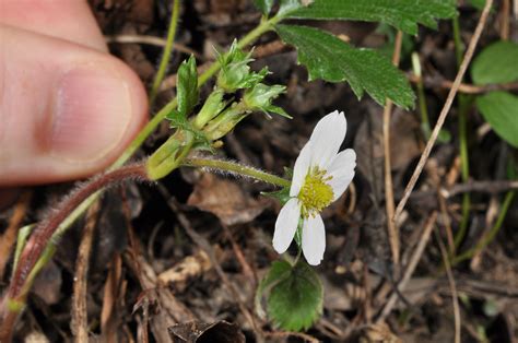 Fragaria Vesca Rosaceae Image 147357 At PhytoImages Siu Edu