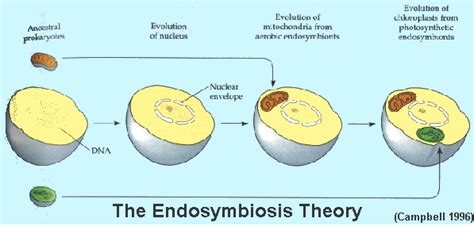 The Endosymbiotic Theory Essaybiz