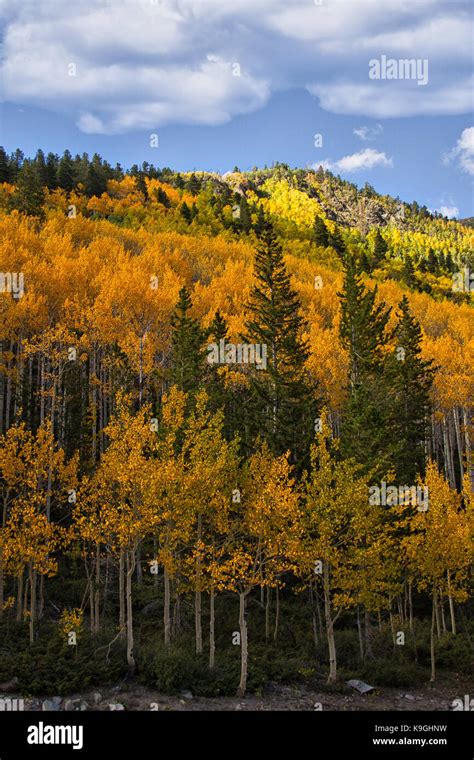 rocky mountain fall autumn tree colors Stock Photo - Alamy