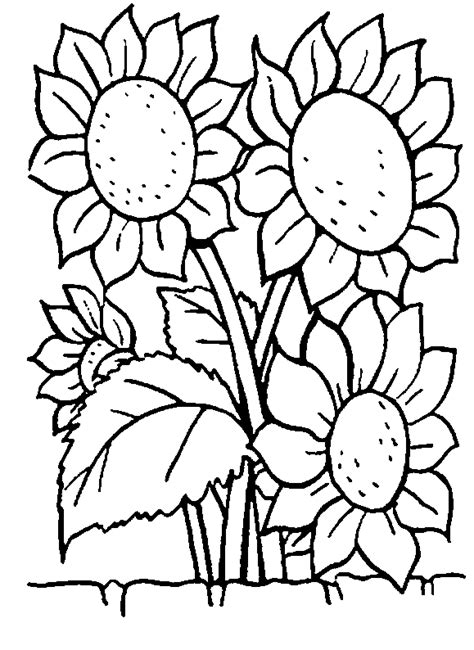 Desenho de Vários girassois para colorir Tudodesenhos