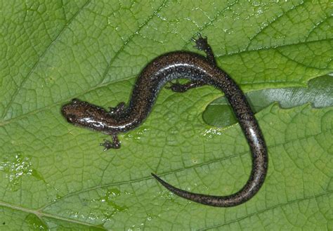 Valley And Ridge Salamander | Virginia DWR