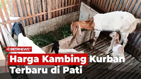 Jelang Iduladha Harga Kambing Di Pati Sudah Merangkak Naik YouTube