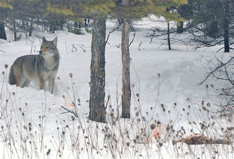 Consider the Coywolf | Center for Humans & Nature