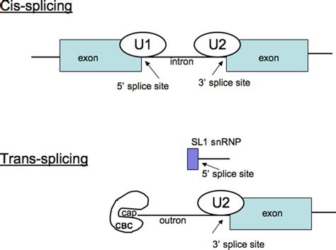 Difference Between Splicing And Connectors At Bradley Scott Blog