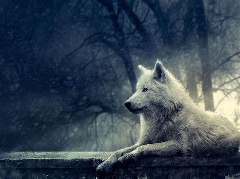 Night Of The Wolf Wallpaper | Wallpaper ME