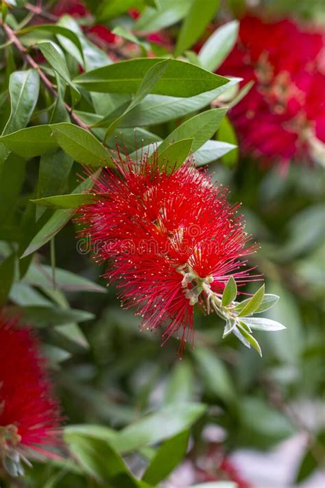 Beautiful Red Bottlebrush Flowers With Green Leaves And Stamens Close