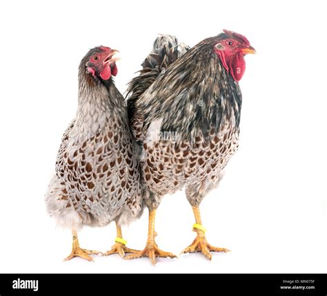 Blue Laced Wyandotte Chicken In Front Of White Background Stock Photo