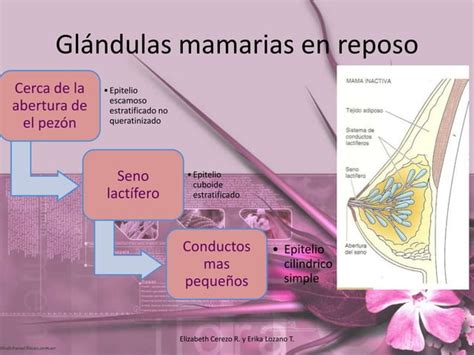 Enfermedad Fibroquística de mama PPT