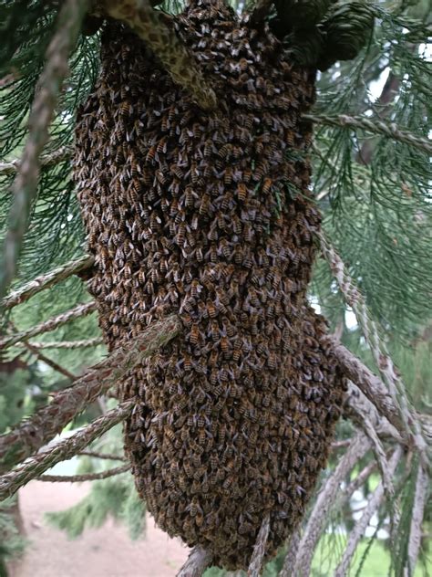 Bienenschwarm Feuerwehr Bischofszell