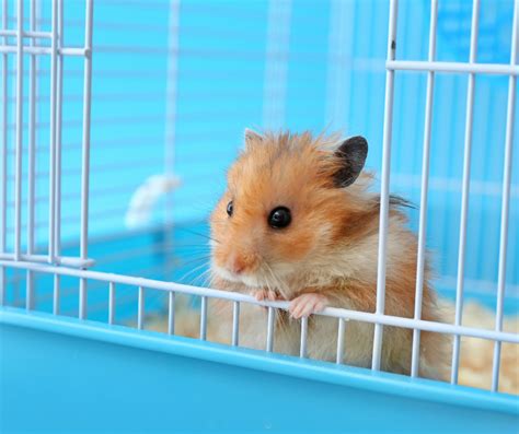 Your Guide To Choosing And Cleaning A Hamster Cage Vital Pet Club