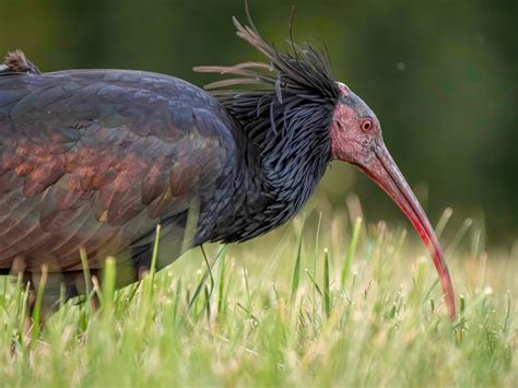 The Northern Bald Ibis Waldrapp