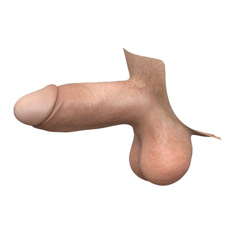 Man Penis Collection 3D Model By Cgtools