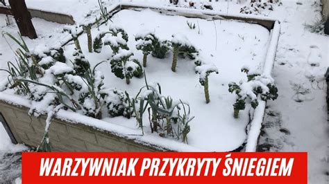 Warzywniak Pod Nie N Pokrwy Co Jeszcze Zosta O Na Grz Dkach Youtube