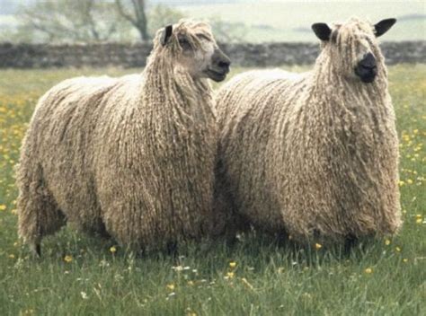 Teeswater Sheep Monk Park Farm