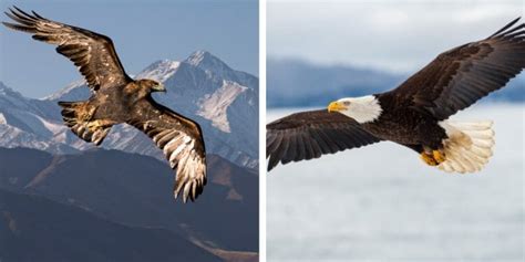 Golden Eagle vs Bald Eagle: What’s The Difference? - Birdwatching Buzz