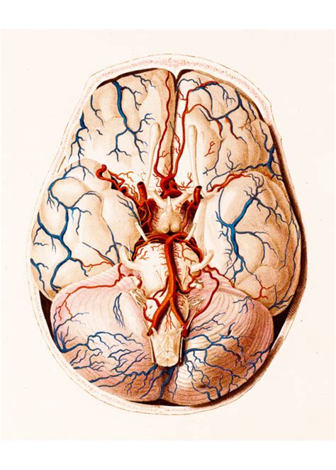 Anatomy Brain Cross Section Hoogkamp Fine Art Prints