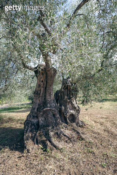 Centuries Old Olive Tree Trunk Puglia Italy