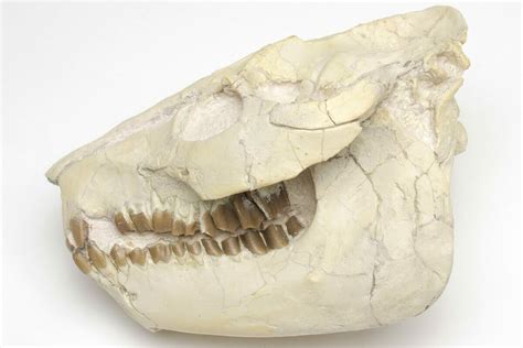 4.5" Fossil Oreodont (Merycoidodon) Skull - South Dakota (#207470) For ...