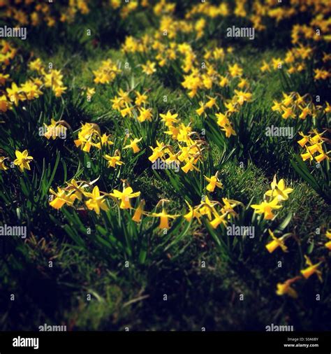 Miniature daffodils Stock Photo - Alamy