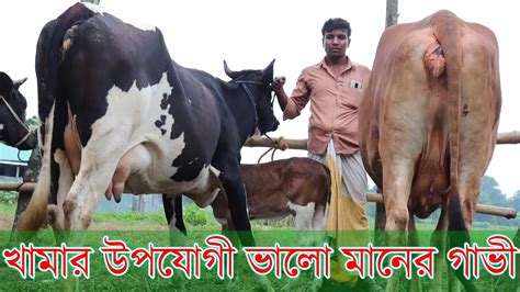 ১৫ ১৮ লিটার দুধের গ্যারান্টি নিয়ে ইন্ডিয়ান শাহিওয়াল সহ হলেষ্টিয়ান