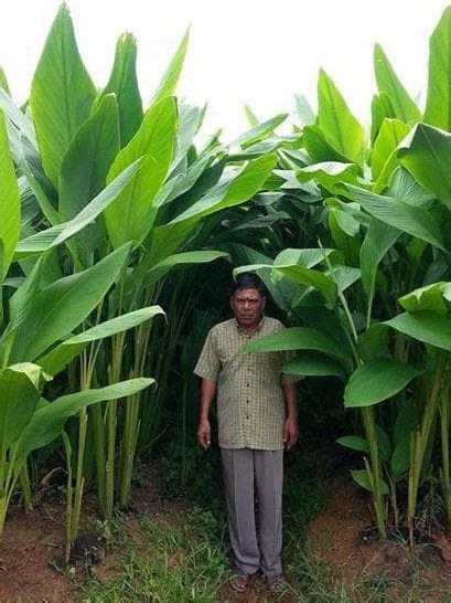 Cara Nak Menanam Pokok Kunyit Dalam Pasu