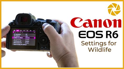 Canon R6 Settings For Wildlife Photography Youtube