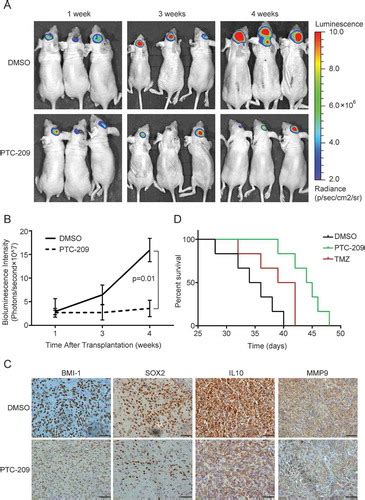 Full Article Targeting Of Bmi 1 With Ptc 209 Inhibits Glioblastoma