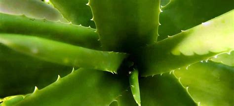 Aloe Vera Saft