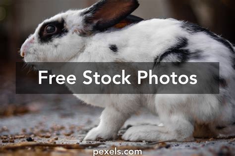 Black And White Rabbit Photos, Download The BEST Free Black And White Rabbit Stock Photos & HD ...