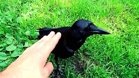 219 Cute and Famous Crow Names - Animal Hype