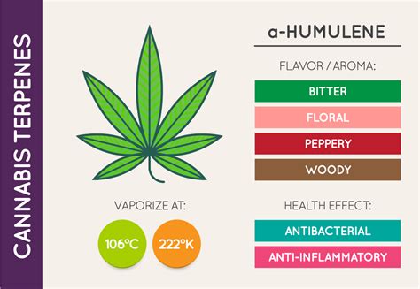 Understanding The Importance Of Terpenes In Cannabis