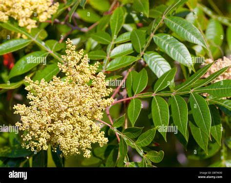 Winged Sumac Bush Rhus Copallina In Bloom Stock Photo Alamy