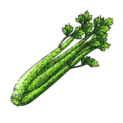 celery green sketch hand drawn vector  vector art  vecteezy