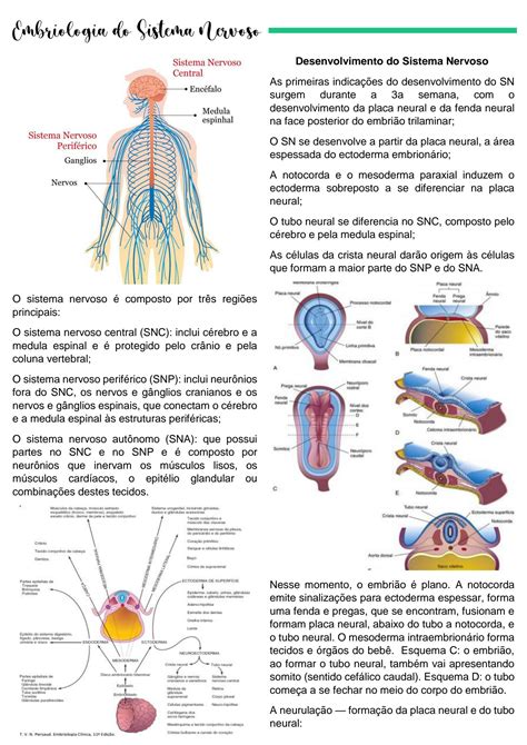 Solution Embriologia Do Sistema Nervoso Studypool