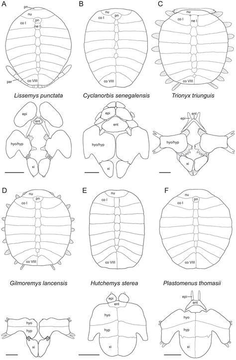 review   fossil record   world turtles   clade pan