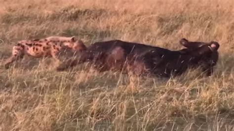 भैंस को जिंदा ही नोच रहा था लकड़बग्घा, तभी पहुंच गईं शेरनियां, देखिए