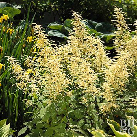 Top Native Plants Of The Pacific Northwest