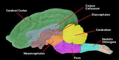 Nervous System - AAA Rat Dissection