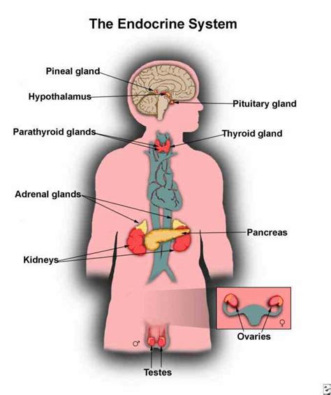 different types hormones that regulate metabolism growth and see Endocrine System Diagram ...