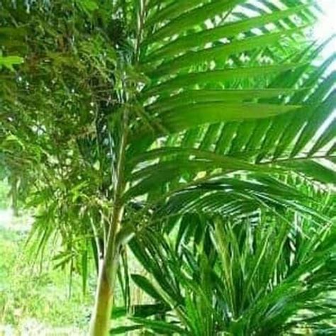 Jual Daun Pohon Pinang Segar 1 Kg Shopee Indonesia