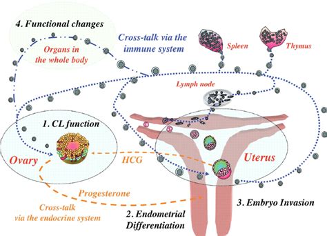 Endocrine And Immune Cross Talk In The Fetal Maternal Interface At